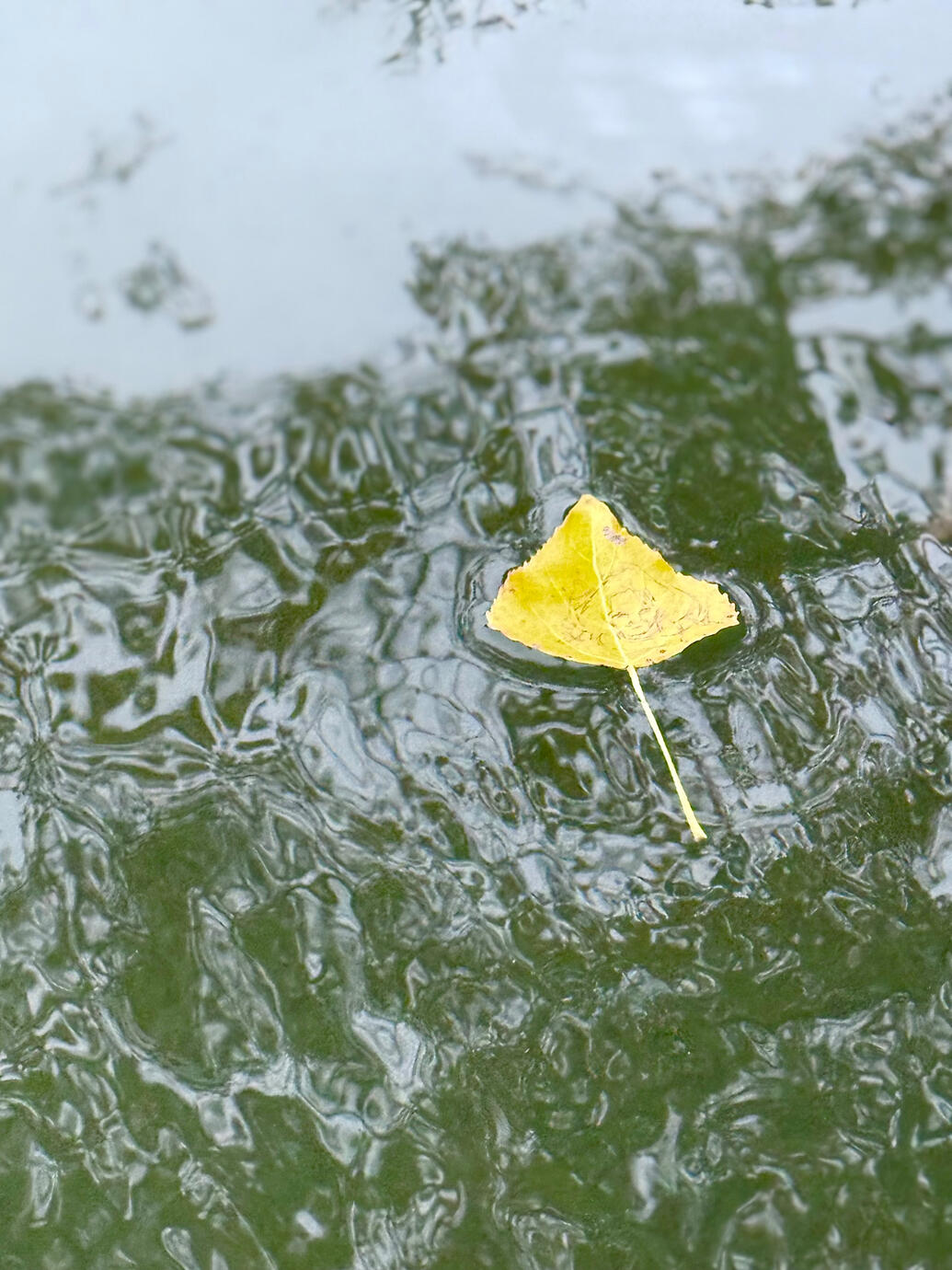 La chute. À ma mère, dessin sur feuille morte, Marne, automne 2025.